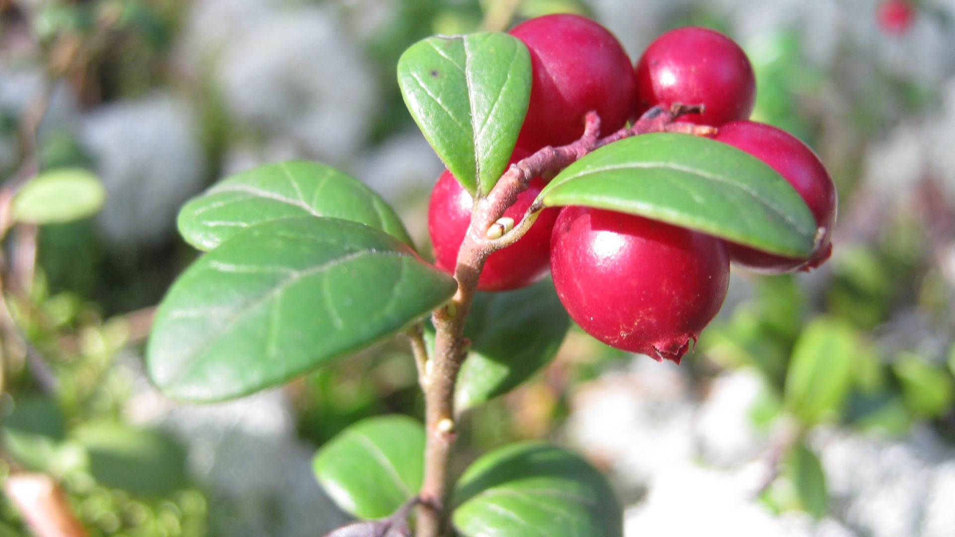Cranberries contain some iodine. Cranberries on bush.