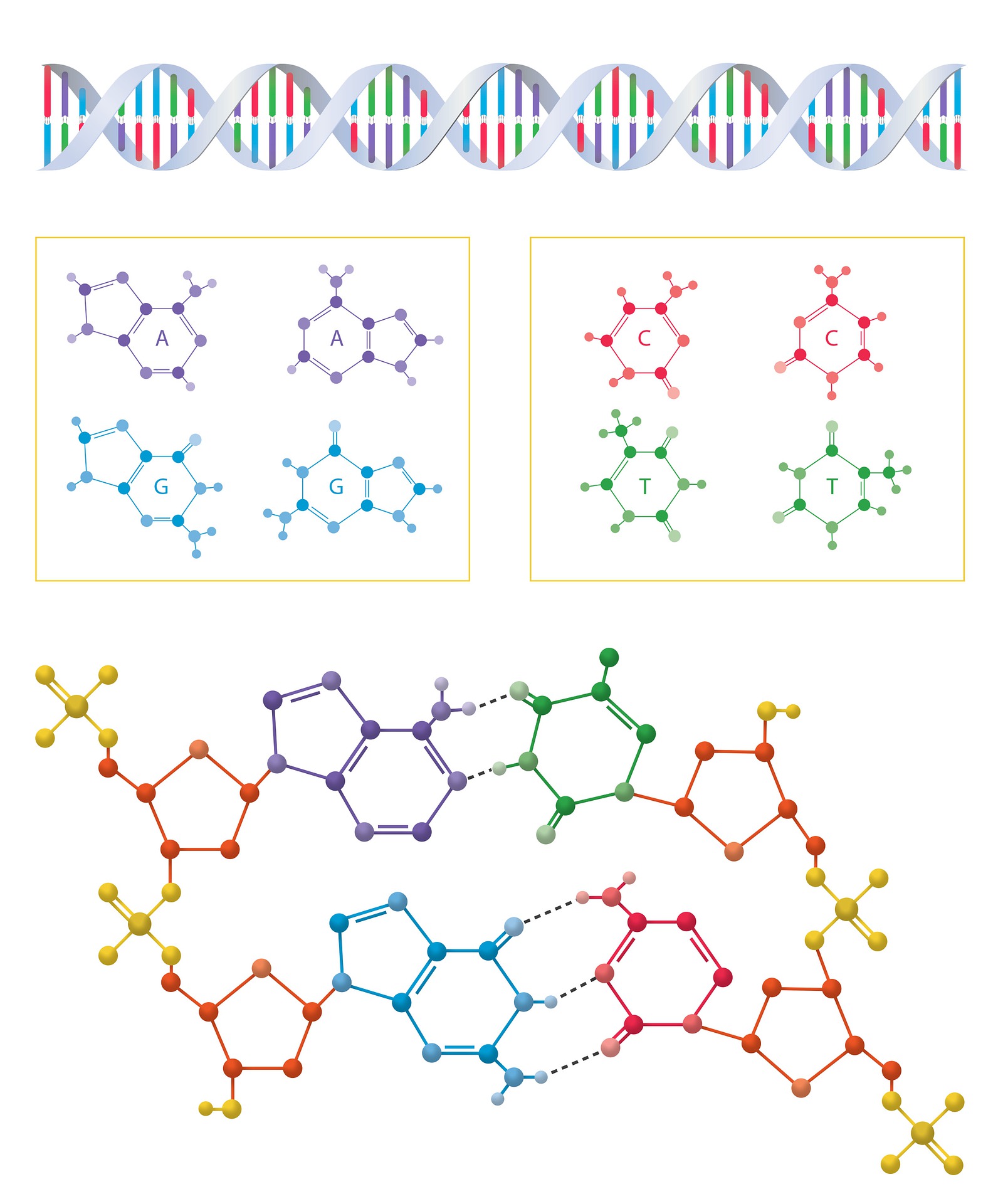 DNA and amino acid schematics.
